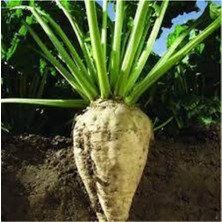 Tohumcumm 200 Adet Tohum Şeker Pancarı Tohumu Beyaz Şeker Pancarı Tohumu