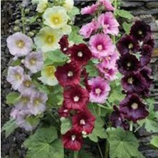 Tohumcumm 50 Adet Tohum Nadir Karışık Öksüz Çiçeği Tohumu Mezarlık Kabir Çiçeği Saksı Topraklıdır