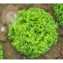 Tohumcumm 200 Adet Tohum Nadir Samba Kıvırcık Marul Tohumu Taze Hasat Köy Tohumu Hediye Tohum
