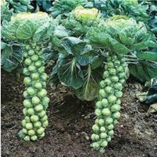 Tohumcumm 30 Adet Tohum Yerli Bürüksel Lahana Tohumu Sürpriz Hediye Tohum Brüksel Lahanası Lahana