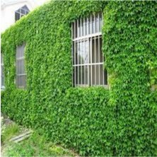 Tohumcumm 10 Adet Amerakan Sarmaşık Tohumu Yeşil Amerikan Sarmaşığı Tohumu Saksı Toprak