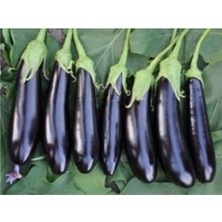 Tohumcumm 100 Adet Tohum Organik Bahçe Uzun Kemer Patlıcan Tohumu Siyah Kemer Patlıcan Tohumu Hediye Tohumlu