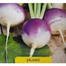 Tohumcumm 75 Adet Tohum Süper Paket Şalgam Turpu Tohumu Turp Tohumu Sürpriz Hediye Tohumludur