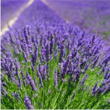 Tohumcumm 80 Adet Tohum Lavanta Çiçeği Tohum Mor Kokulu İngiliz Lavantası Hediye Tohula Gönderilir