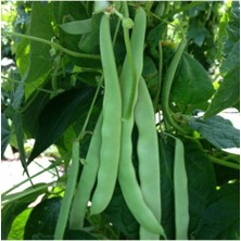 Tohumcumm 50 Adet Tohum Yerli Organik Taze Ayşe Kadın Fasülyesi Tohumu Sırık Fasulye Tohumu