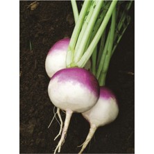 Tohumcumm 200 Adet Tohum Süper Paket Şalgam Turpu Tohumu Turp Tohumu Sürpriz Hediye Tohumludur