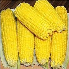 Tohumcumm 200 Adet Tohum Organik Doğal İri Malatya Mısır Tohumu Yeni Hasat