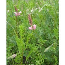 Tohumcumm 20 Adet Tohum Nadir Bulunan Torhun Otu Torhumu Bitkisi Tohumu Saksı Toprak Hediye Sürpriz Hediyeli