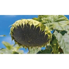 Tohumcumm 40 Adet Tohum Organik Köy Ay Çekirdeği Çiğdem Güne Bakan Tohumu Sürpriz Hediye Tohumludur