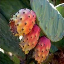 Tohumcumm 5 Adet Tohum Dikenli İncir Tohumu Yabani İncir Her Derde Deva  Tohum Sürpriz Hediye Tohum