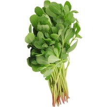 Tohumcumm 100 Adet Tohum Nadir Organik Semizotu Semiz Otu Tohumu Hediye Tohumludur