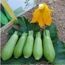 Tohumcumm 30 Adet Tohum Sakız Kabak Tohumu Dolmalık Beyaz Kabak Köy Kabağı Sürpriz Hediyeli