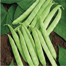 Tohumcumm 100 Adet Tohum Nadir Kılçıksız İnce Simbo Fasulye Tohumu Taze Yeşil Fasülye Tohumu