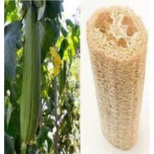 Tohumcumm 15 Adet Tohum Organik Hasat Hatay Lif Kabağı Kabak Tohumu Sürpriz Hediye Tohumlu Kalite