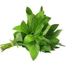 Tohumcumm 50 Adet Tohum Geleneksel Yediveren Nane Tohumu Sürpriz Hediye Sebze Tohumu