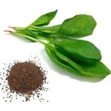 Tohumcumm 200 Adet Tohum Organik Taze İzmir Roka Tohumu Saksı Toprak Hediyemiz