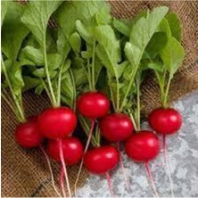 Tohumcumm 50 Adet Tohum Yerli Kırmızı Fındık Minik Mini Turp Tohumu Sürpriz Hediye Tohum