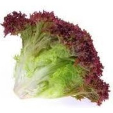 Tohumcumm 100 Adet Tohum Marul Tohumu Kıvırcık Lolorosso Sürpriz Hediye Tohumlu