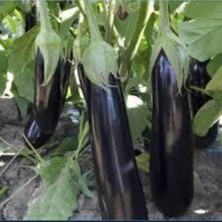 Tohumcumm 120 Adet Tohum Yerli Kemer Prlıcan Tohumu  Uzun Kemer Patlıcan Tohumu Sürpriz Hediye Tohum