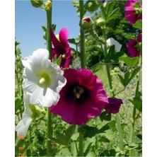 Tohumcumm 20 Adet Tohum Nadir Karışık Renkli Öksüz Kız Çiçeği Taze Hasat Mezarlık Kabir Çiçeği Tohumu