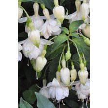 Tohumcumm 50 Adet Tohum Nadir Saksılık Beyaz Saksılık Yer Küpeli Çiçeği Tohumu Organik Saksı Toprak Hediye