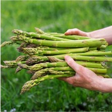 Tohumcumm 20 Adet Tohum Taze Organik Kuşkonmaz Tohumu Kuşkonmaz Tohum Yeni Hasat Tohum Saksı Toprak