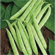 Tohumcumm 30 Adet Tohum Eko Paket Kılçıksız Simbo Fasulye Tohumu Nadir Fasülye Tohumu Sürpriz Hediye Tohumlu