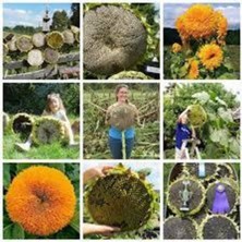 Tohumcumm 10 Adet Dev Ayçiçeği Tohum Ayçiçeği Çekirdek Tohumu Nadir İthal Ayçiçeği Süpriz Hediye Tohum