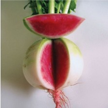 Tohumcumm 100 Adet Tohum Organik Ata Tohum Hobi Balkon Bahçe Çin Karpuz Turp Tohumu Hediye Tohum