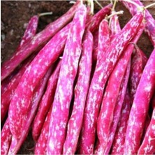 Tohumcumm 100 Adet Tohum Nadir Oturak Barbunya Fasulye Tohumu Yeni Mahsül Sezon Taze Kırmızı Barbunya