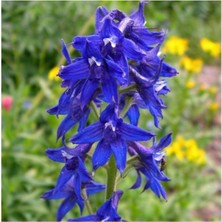 Tohumcumm 50 Adet Tohum Organik Mavi Hazeran Çiçeği Tohumu Mezarlık Kabir Çiçekleri