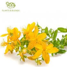 Tohumcumm 50 Adet Tohum Eko Paket Sarı Kantaron Tohumu Kantaron Tohumu Saksı Toprak Hediyemiz