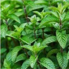 Tohumcumm 200 Adet Tohum Köy Tohumu Geleneksel Yediveren Nane Tohumu Saksı Toprak Hediyemizdir