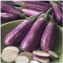 Tohumcumm 50 Adet Tohum Nadir Alaca Uzun Kemer Patlıcan Tohumu Saksı Toprak Hediyemiz