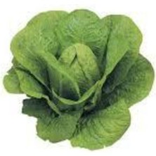 Tohumcumm 100 Adet Tohum Göbekli Yedikule Marul Tohumu Saksı Toprak Sürpriz Hediye Tohum