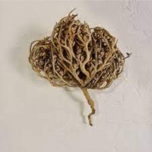 Tohumcumm 1 Adet Meryem Ana Eli Otu Fatma Ana Eli Otu Hamile Kalmaya Yardımcı Çay Olarak İçilen Şifalı Kuru Ot