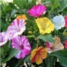 Tohumcumm 15 Adet Tohum İthal Sarmaşık Sabah Sefası Çiçeği Tohumu Tohum Saksı Toprak Sürpriz Hediye Tohumlu