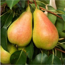 Tohumcumm 5 Adet Tohum Organik Bal Armut Tohumu Al Yanak Armut Tohumu Hobi Bahçe Saksı Toprak Hediye