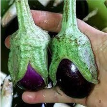 Tohumcumm 150 Adet Tohum Adana Topak Patlıcan Tohumu Adana Topak Patlıcan Tohumu Sürpriz Hediye Tohum