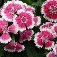 Tohumcumm 50 Adet Tohum Nadir Çin Karanfili Çiçeği Tohumu Çin Karanfil Çiçeği Tohumu Saksı Toprak Hediyemiz