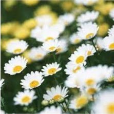 Tohumcumm 50 Adet Tohum Organik Kar Beyaz Hobi Bahçe Beyaz Papatya Çiçeği Tohumu Saksı Toprak