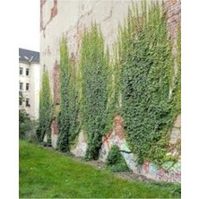 Tohumcumm 5 Adet Tohum Nadir 4 Mevsim Yeşil Sarmaşık Tohumu Saksı Toprak Hediyemiz