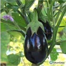 Tohumcumm 150 Adet Tohum Nadir Dolmalık Mor Antep Patlıcan Tohumu Taze Organik Tohum Hediye Tohumlu