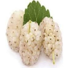 Tohumcumm 10 Adet Tohum Beyaz Dut Tohum Beyaz Dut Tohumu Tohumu Saksı Toprak Sürpriz Hediye Bonzai Ağacı Tohum