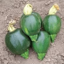 Tohumcumm 50 Adet Tohum Organik Yeşil Toprak Yuvarlak Yeşil Kabak Tohum Taze Hasat