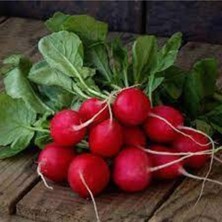 Tohumcumm Tohum Yerli Kırmızı Fındık Turp Tohumu 50 Adet