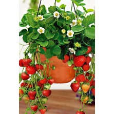 Tohumcumm 200 Adet Tohum Taze Organik Çilek Tohum Bahçe Kırmızı Lezzetli Köy Çileği Tohumu Saksılık Çilekler