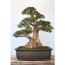 Tohumcumm 5 Adet Tohum Bodur Bonsai Lübnan Sediri Ağacı Bonzai Tohumu Saksı Toprak Hediyelidir