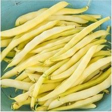 Tohumcumm 150 Adet Tohum Organik Fasulye Hanımeli Kılçıksız Sarı Fasulye Tohumu Hobi Bahçe Turşuluk