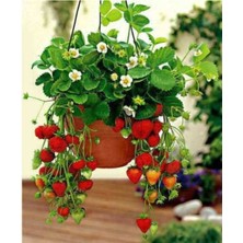 Tohumcumm 20 Adet Tohum Nadir Organik İthal İri Çilek Tohumu Lezzetli Bol Verimli Çilek Saksı Toprak